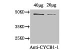 Western Blot<br />
Positive WB detected in: Arabidopsis thaliana (40