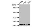 Western Blot<br />
Positive WB detected in Recombinant protein<br />
All lanes:AFP2 antibody at 3