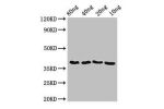 Western Blot<br />
Positive WB detected in Recombinant protein<br />
All lanes:ftsZ antibody at 3.5
