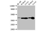 Western Blot<br />
Positive WB detected in:HL-60 whole cell lysate,Rat kidney tissue,Rat liver tissue,Mouse kideny tissue,Mouse liver tissue<br />
All lanes:ADK antibody at 3