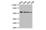 Western Blot<br />
Positive WB detected in Recombinant protein<br />
All lanes:btfP antibody at 3