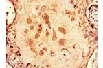 Immunohistochemistry of paraffin-embedded human placenta tissue using CSB-PA348885LA01HU at dilution of 1:100