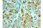 Immunohistochemistry of paraffin-embedded human salivary gland using CSB-PA356351ESR2HU at dilution 1:100