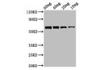 Western Blot<br />
Positive WB detected in Recombinant protein<br />
All lanes:ftsZ antibody at 2.7