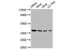 Western Blot<br />
Positive WB detected in Recombinant protein<br />
All lanes:BZLF2 antibody at 3
