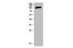 Western Blot analysis of 3T3 cells using Antibody diluted at 500. Secondary antibody  was diluted at 1:20000