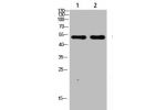 Western blot analysis of SW480 lysate, antibody was diluted at 1000. Secondary antibody  was diluted at 1:20000