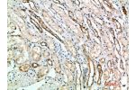 Immunohistochemical analysis of paraffin-embedded human-kidney, antibody was diluted at 1:200