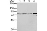 Gel: 6%SDS-PAGE, Lysate: 40 