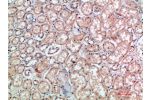 Immunohistochemical analysis of paraffin-embedded human-kidney, antibody was diluted at 1:200