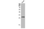 Western Blot analysis of HEPG2 cells using CLECSF6 Polyclonal Antibody diluted at 1:500. Secondary antibody  was diluted at 1:20000