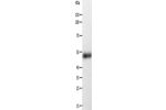 Gel: 10%SDS-PAGE, Lysate: 40 