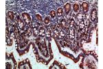 Immunohistochemical analysis of paraffin-embedded human-small-intestine, antibody was diluted at 1:200