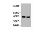 Western blot analysis of 1) Rat LiverTissue, 2)Jurkat with Ghrelin Receptor Rabbit pAb diluted at 1:2,000.