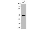 Western Blot analysis of MCF7 cells using CNPase Polyclonal Antibody