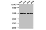Western Blot<br />
Positive WB detected in Recombinant protein<br />
All lanes:ghrA antibody at 3