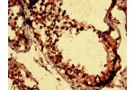 Immunohistochemistry analysis of human testis tissue using CSB-PA517675LA01HU at dilution of 1:100