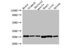 Western Blot<br />
Positive WB detected in:Mouse brain tissue,Mouse stomach tissue,Mouse skeletal muscle tissue,Rat heart tissue,Rat liver tissue,Rat spleen tissue<br />
All lanes:Fgf15 antibody at 3.5
