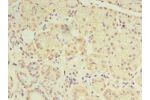 Immunohistochemistry of paraffin-embedded human pancreatic tissue using CSB-PA529744LA01HU at dilution of 1:100