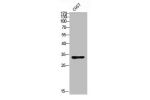 Western blot analysis of COS7 using ASAH3L antibody.. Secondary antibody  was diluted at 1:20000
