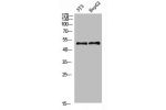 Western Blot analysis of 3T3 HEPG2 cells using Factor IX Polyclonal Antibody diluted at 1:800. Secondary antibody  was diluted at 1:20000
