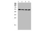 Western Blot analysis of 1,mouse-lung 2,mouse-brain 3,mouse-spleen 4,mouse-kidney cells using primary antibody diluted at 1:500(4