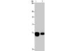 Gel: 8%SDS-PAGE, Lysate: 50 
