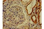 Immunohistochemistry of paraffin-embedded human kidney tissue using CSB-PA613482LA01HU at dilution of 1:100