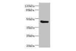 Western blot<br />
All lanes: BAAT antibody IgG at 3.73ug/ml+ Mouse liver tissue<br />
Secondary<br />
Goat polyclonal to rabbit IgG at 1/10000 dilution<br />
Predicted band size: 46 kDa<br />
Observed band size: 46 kDa<br />