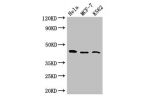 Western Blot<br />
Positive WB detected in:Hela whole cell lysate,MCF-7 whole cell lysate,K562 whole cell lysate<br />
All lanes: CDC37 antibody at 2.7ug/ml<br />
Secondary<br />
Goat polyclonal to rabbit IgG at 1/50000 dilution<br />
Predicted band size: