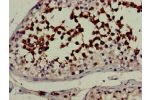 Immunohistochemistry of paraffin-embedded human testis tissue using CSB-PA614993LA01HU at dilution of 1:100