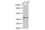 Western Blot<br />
Positive WB detected in:Raji whole cell lysate,K562 whole cell lysate<br />
All lanes:DMC1 antibody at 3.2
