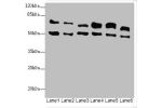 Western blot<br />
All lanes:ELF2 antibody at 3.35ug/ml<br />
Lane 1