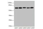 Western blot<br />
All lanes:ELF2 antibody at 2.27ug/ml<br />
Lane 1