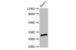 Western Blot<br />
Positive WB detected in:Rat heart tissue<br />
All lanes:CEBPE antibody at 2.7