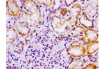 Immunohistochemistry of paraffin-embedded human kidney tissue using CSB-PA618079LA01HU at dilution of 1:100