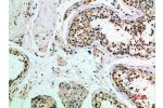 Immunohistochemical analysis of paraffin-embedded human-testis, antibody was diluted at 1:200
