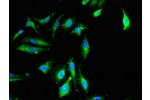 Immunofluorescent analysis of Hela cells using CSB-PA618788LA01HU at a dilution of 1:100 and Alexa Fluor 488-congugated AffiniPure Goat Anti-Rabbit IgG(H+L)