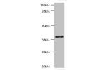 Western blot<br />
All lanes:CYLC2 antibody at 12ug/ml+293T cells<br />
Secondary<br />
Goat polyclonal to rabbit at 1/10000 dilution<br />
Predicted band size: 39kDa<br />
Observed band size: 39kDa<br />