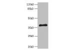 Western blot<br />
All lanes: ELAVL1 antibody at 6ug/ml+ A431 whole cell lysate<br />
Goat polyclonal to rabbit at 1/10000 dilution<br />
Predicted band size: 37,39 kDa<br />
Observed band size: 36 kDa<br />