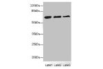 Western blot<br />
All lanes: