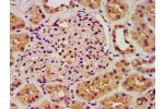 IHC image of CSB-PA619642LA01HU diluted at 1:300 and staining in paraffin-embedded human kidney tissue performed on a Leica BondTM system. After dewaxing and hydration, antigen retrieval was mediated by high pressure in a citrate buffer (pH 6.0). Section 
