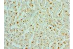 Immunohistochemistry of paraffin-embedded human heart using CSB-PA619774ESR2HU at dilution 1:100