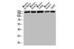 Western blot analysis of 293T lysate, antibody was diluted at 1000. Secondary antibody  was diluted at 1:20000