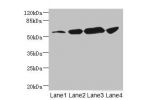 Western blot<br />
All lanes: CHRNA6 antibody at 3.72ug/ml<br />
Lane 1 : A431 whole cell lysate<br />
Lane 2 : A549 whole cell lysate<br />
Lane 3 : Hela whole cell lysate<br />
Lane 4 : HepG-2 whole cell lysate<br />
Secondary<br />
Goat polyclonal to r