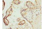 Immunohistochemistry of paraffin-embedded human placenta tissue using CSB-PA621520ESR2HU at dilution 1:100