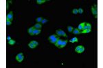 Immunofluorescent analysis of HepG2 cells using CSB-PA622516LA01HU at a dilution of 1:100 and Alexa Fluor 488-congugated AffiniPure Goat Anti-Rabbit IgG(H+L)
