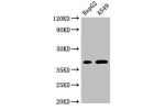 Western Blot<br />
Positive WB detected in:HepG2 whole cell lysate,A549 whole cell lysate<br />
All lanes:FOXI1 antibody at 3