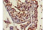 Immunohistochemistry of paraffin-embedded human testis tissue using CSB-PA622665LA01HU at dilution of 1:100