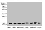 Western blot<br />
All lanes: COTL1 antibody at 8ug/ml<br />
Lane 1 : Mouse brain tissue<br />
Lane 2 : Hela whole cell lysate<br />
Lane 3 : Mouse kidney tissue<br />
Lane 4 : HepG-2 whole cell lysate<br />
Lane 5 : Mouse thymus tissue<br />
Lane 6 : U87